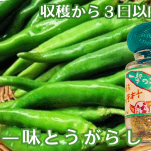 一撃のとうがらし青一味